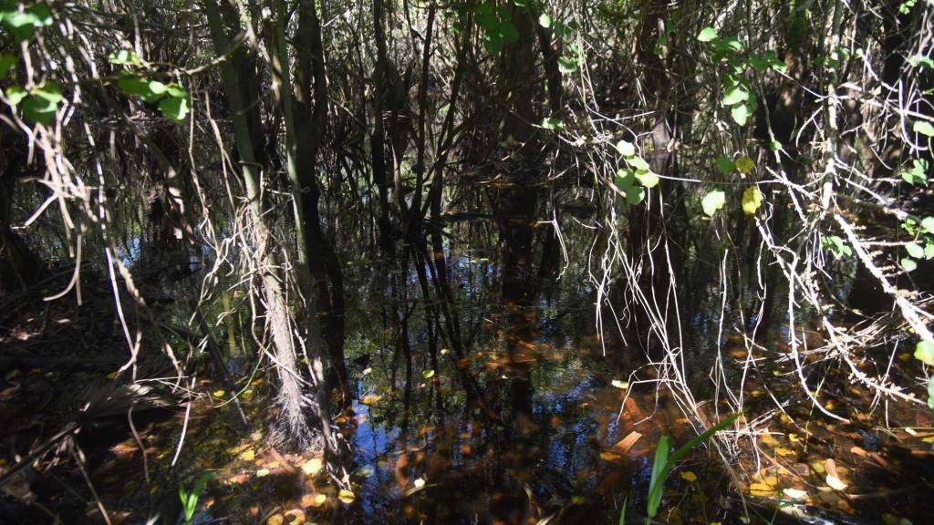 Bosque de mangle | Omar Solís 