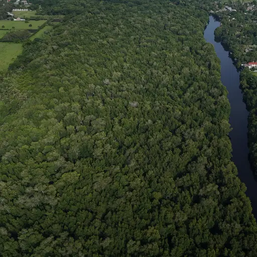 Recorrido del INAB y WWF por manglares en Guatemala. ,Omar Solís/Emisoras Unidas