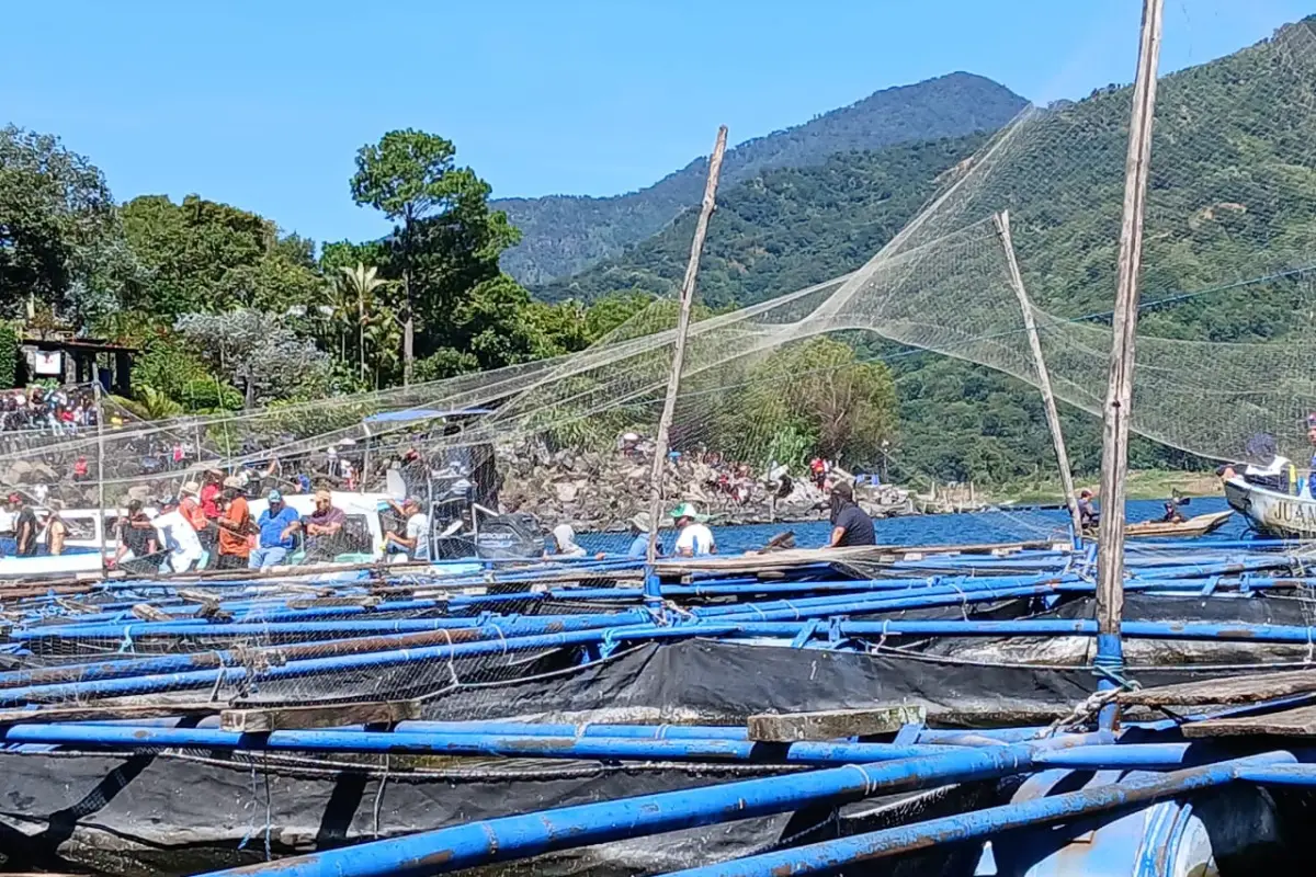 Esta semana se llevó a cabo el retiro de jaulas de peces tilapia ubicadas en el lago de Atitlán, Hámilton Castro