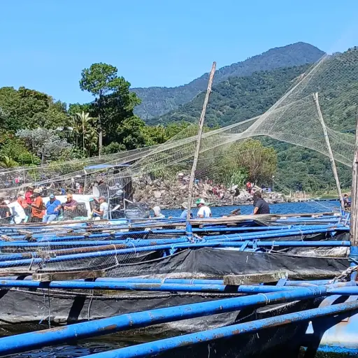 Esta semana se llevó a cabo el retiro de jaulas de peces tilapia ubicadas en el lago de Atitlán ,Hámilton Castro