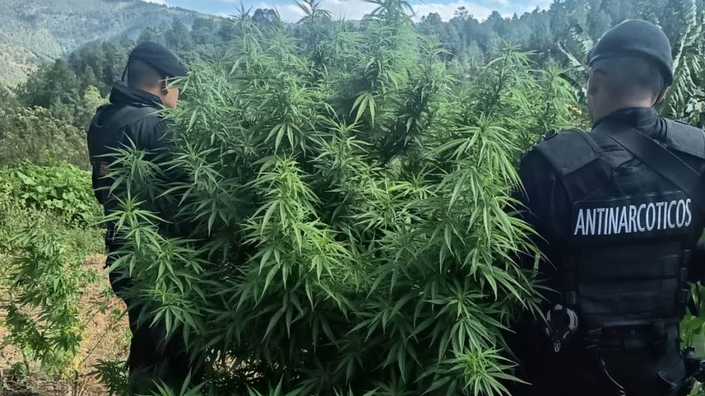 Erradican plantaciones de marihuana en Petén y San Marcos | PNC de Guatemala