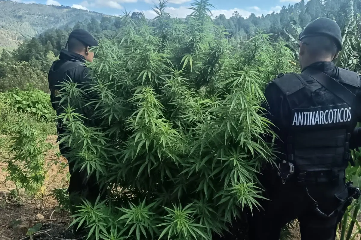 Las Fuerzas de Seguridad incineraron la droga hallada, en cumplimiento de la ley., PNC de Guatemala.