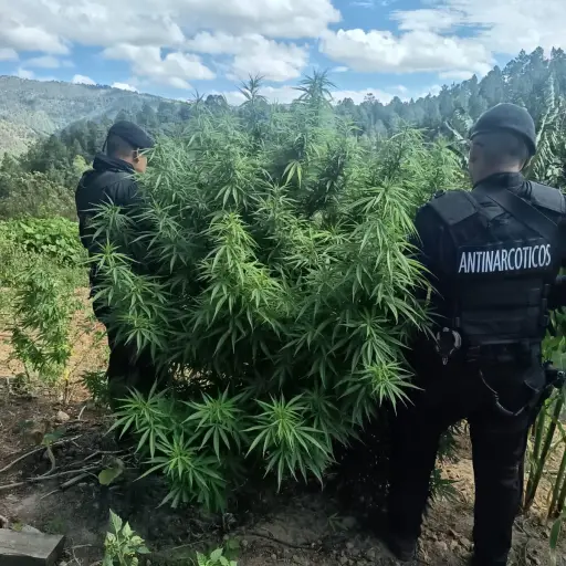 Las Fuerzas de Seguridad incineraron la droga hallada, en cumplimiento de la ley. ,PNC de Guatemala.