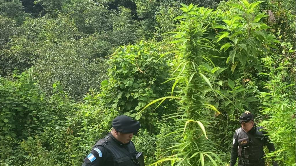 Erradican plantaciones de marihuana en Petén y San Marcos | PNC de Guatemala