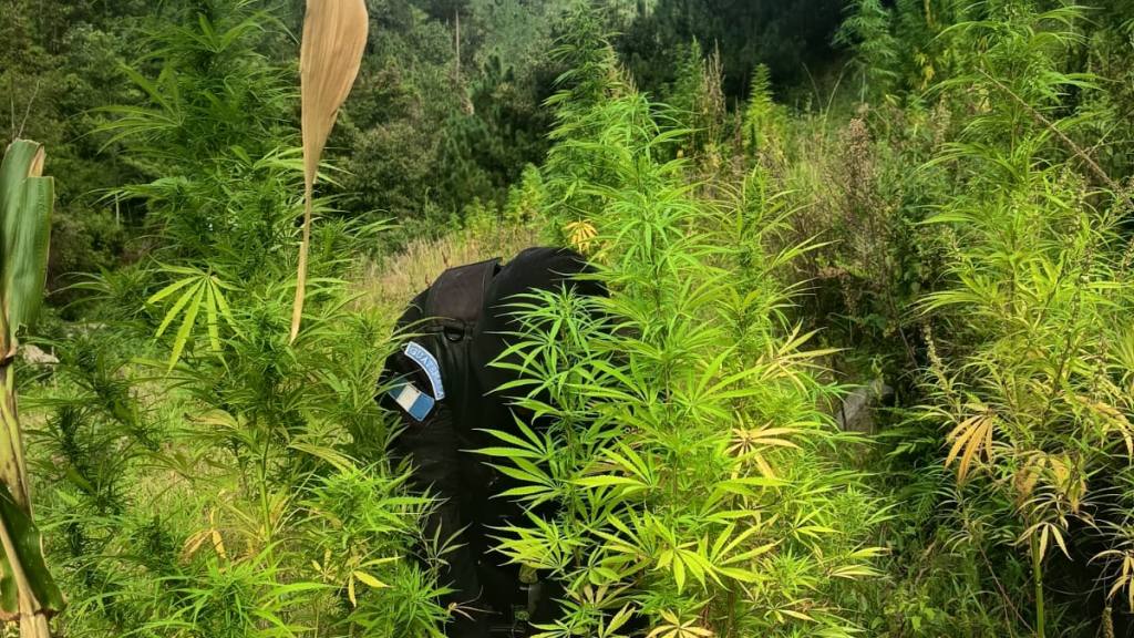 Erradican plantaciones de marihuana en Petén y San Marcos | PNC de Guatemala