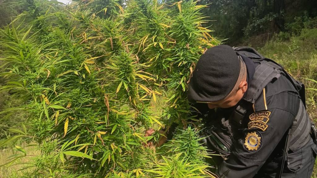 Erradican plantaciones de marihuana en Petén y San Marcos | PNC de Guatemala