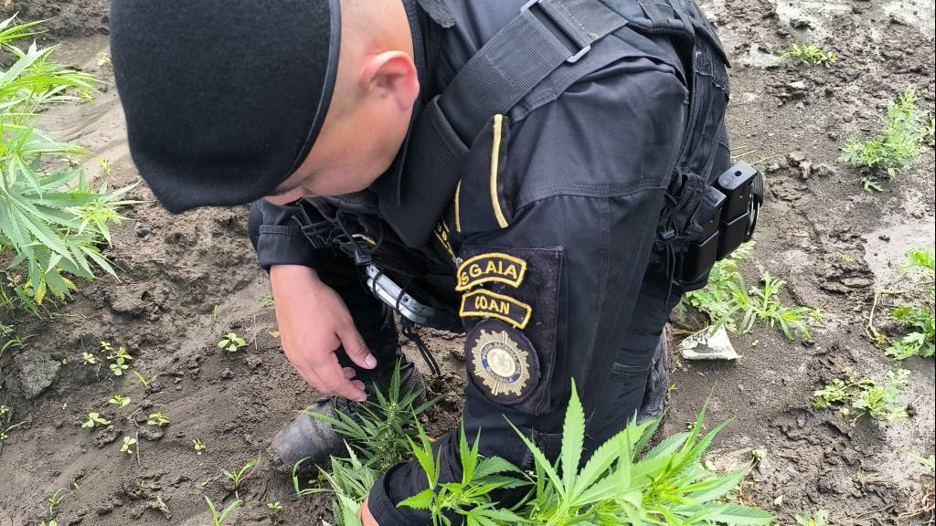 Erradican plantaciones de marihuana en Petén y San Marcos | PNC de Guatemala