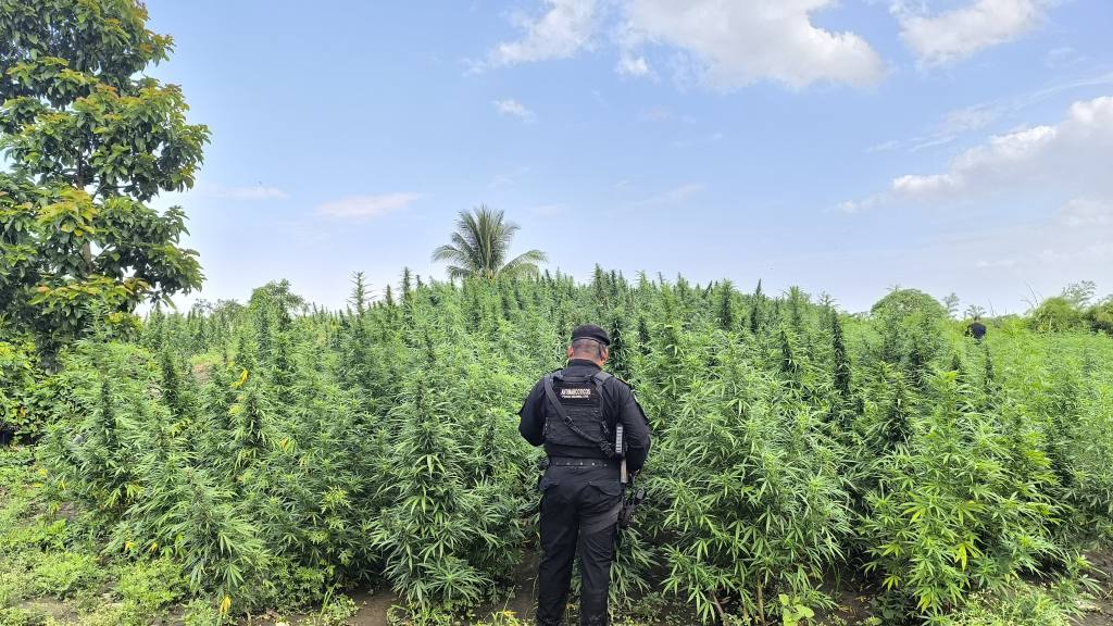 Erradican plantaciones de marihuana en Petén y San Marcos | PNC de Guatemala