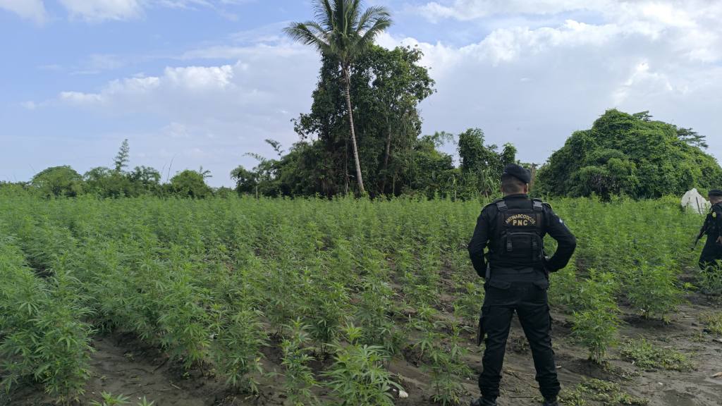 Erradican plantaciones de marihuana en Petén y San Marcos | PNC de Guatemala
