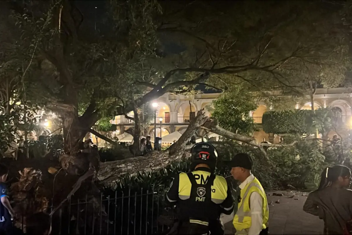 Una de las emergencias atendidas durante la semana, tuvo que ver con la caída de un árbol en el parque central de Antigua Guatemala. Los cuerpos de rescate no reportaron heridos., Conred.
