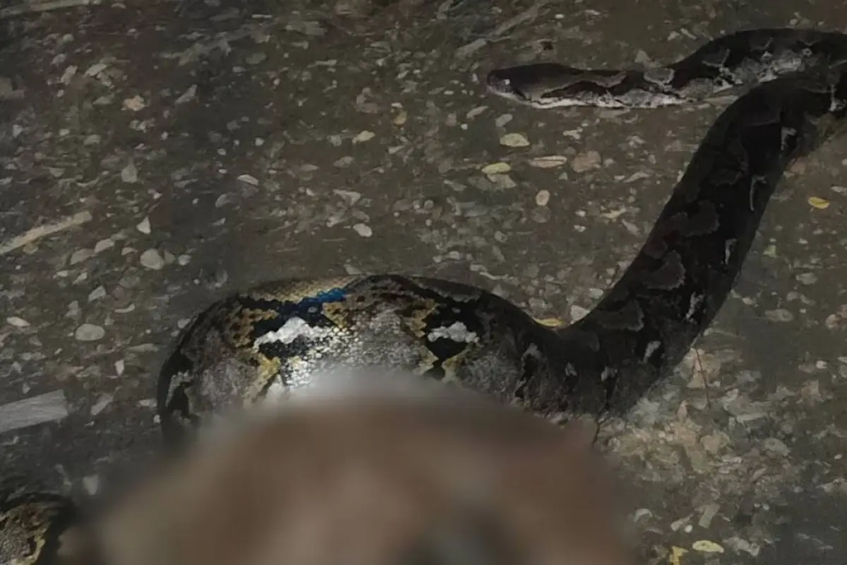 Serpiente mató a un perro. , Redes sociales.