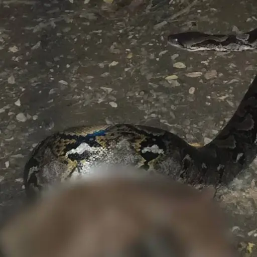 Serpiente mató a un perro.  ,Redes sociales.