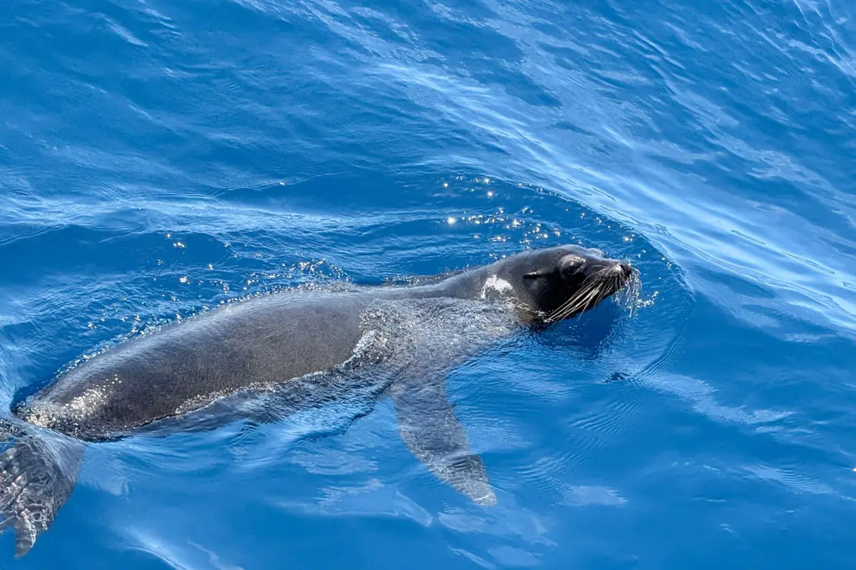 La especie fue liberada mar adentro. , Foto Conap