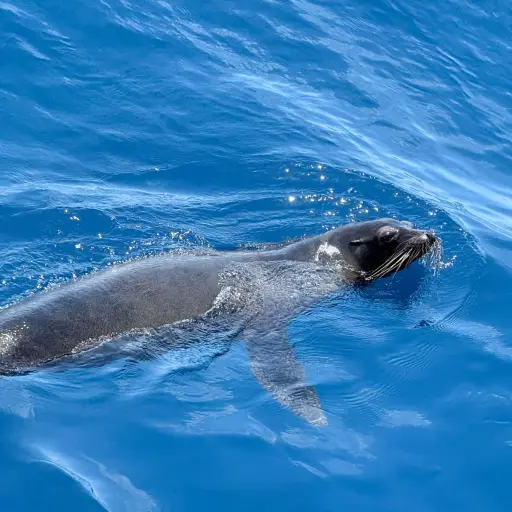 La especie fue liberada mar adentro.  ,Foto Conap