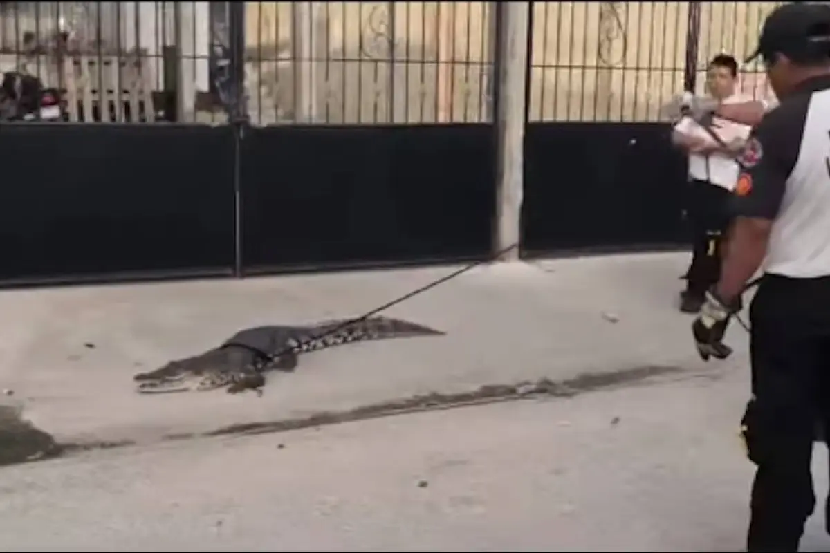 Cocodrilo en Petén, Captura de pantalla video Facebook.