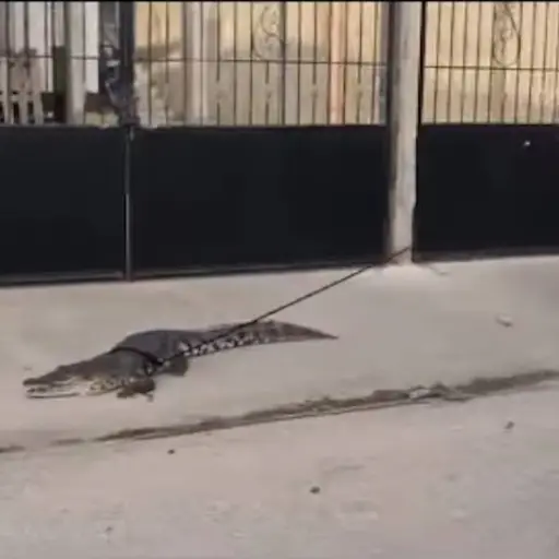 Cocodrilo en Petén ,Captura de pantalla video Facebook.