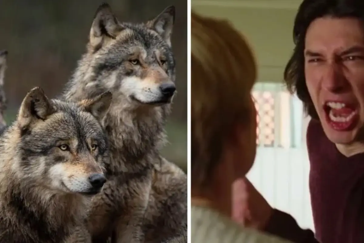 Marriage Story - lobos , Redes sociales