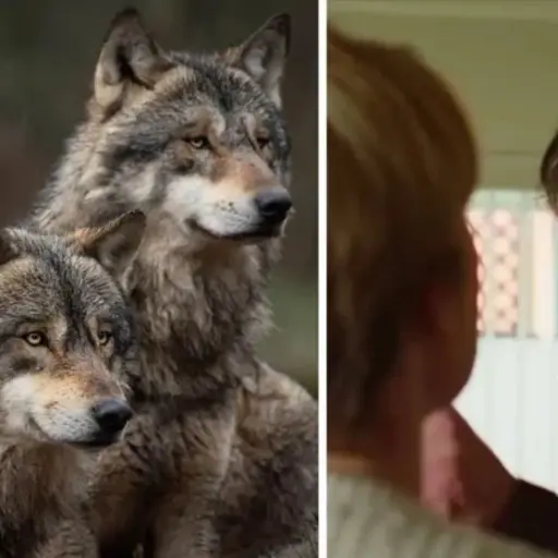 Marriage Story - lobos  ,Redes sociales