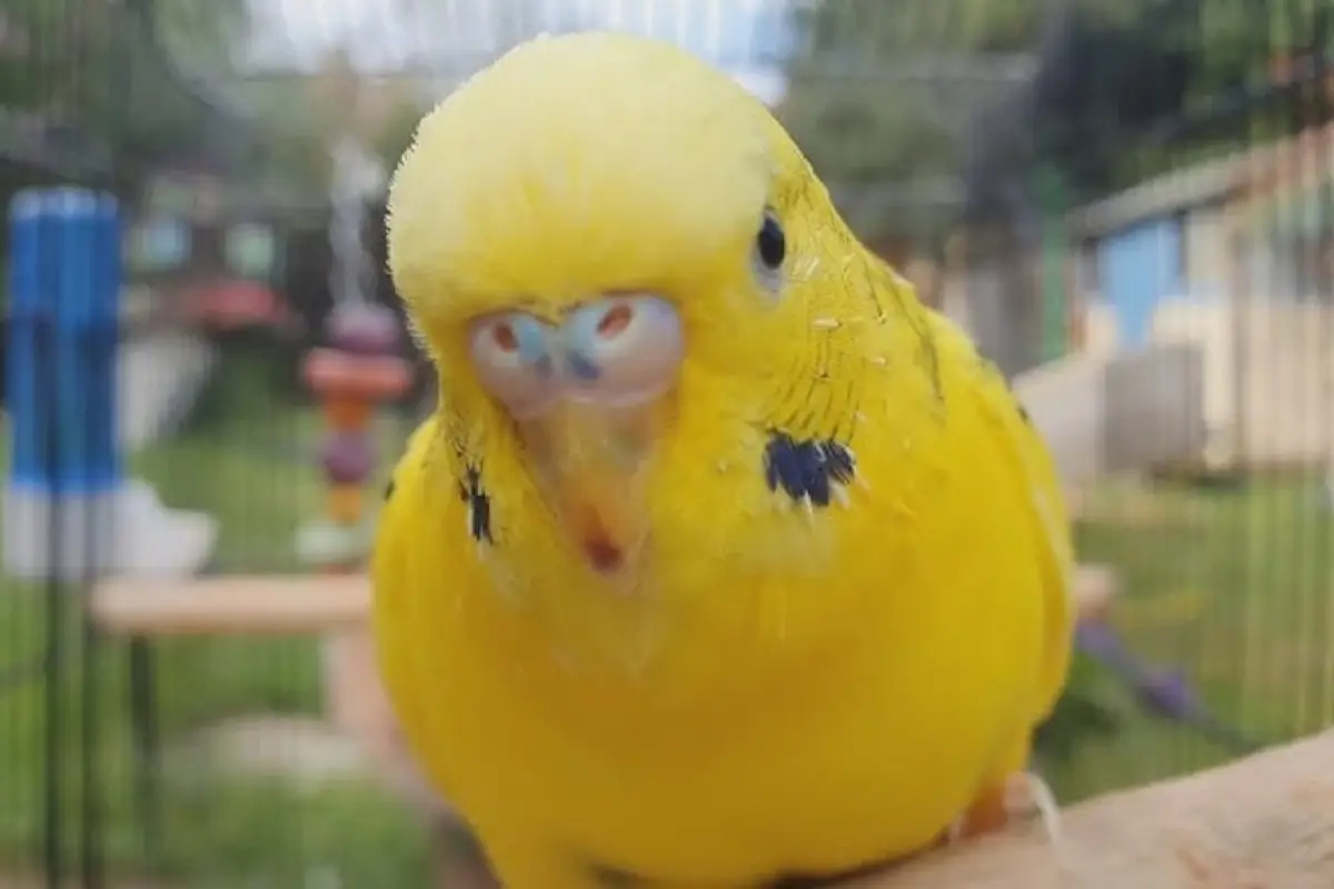 Periquito parlante llamado Mango, Captura de pantalla video Facebook.