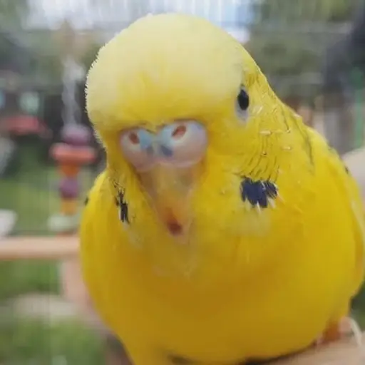 Periquito parlante llamado Mango ,Captura de pantalla video Facebook.