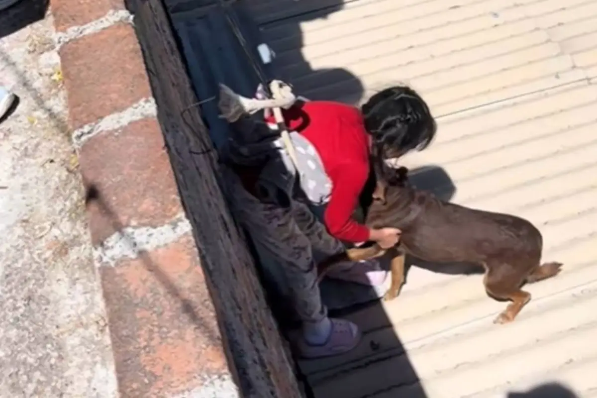 El video de este momento se hizo viral en TikTok., Captura de pantalla video TikTok.