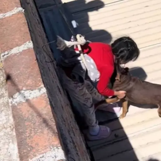 El video de este momento se hizo viral en TikTok. ,Captura de pantalla video TikTok.