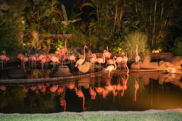 Zoológico La Aurora invita a una experiencia mágica en las Noches de Luna Chapina 