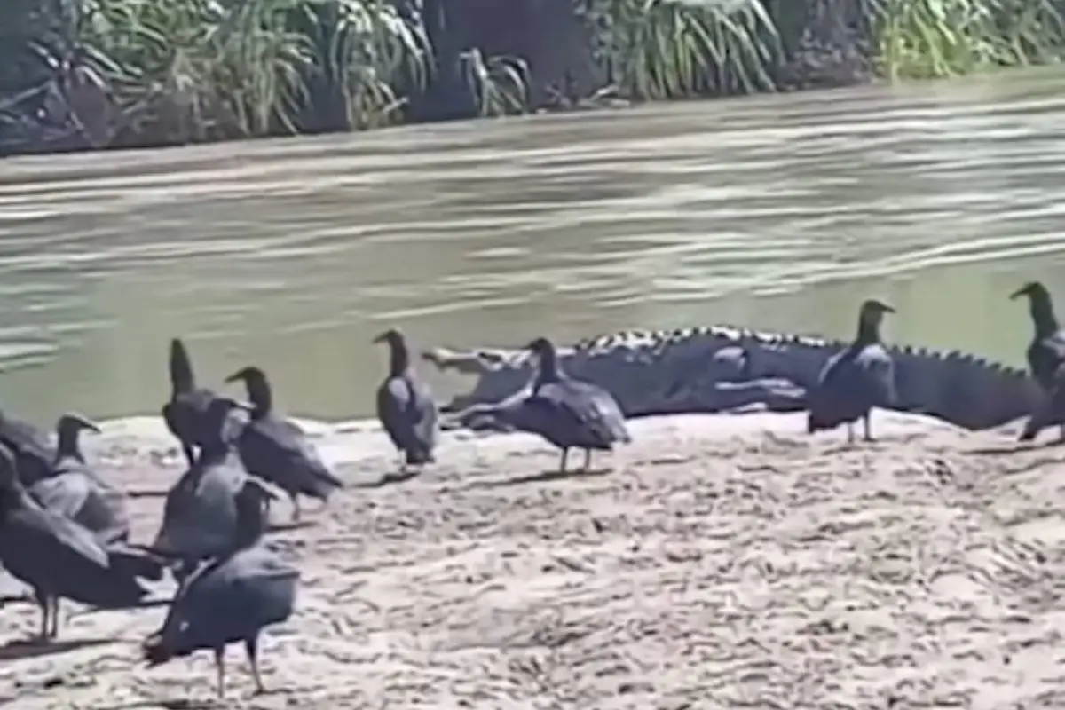 Cocodrilos a orillas del río Polochic., Captura de pantalla video X.