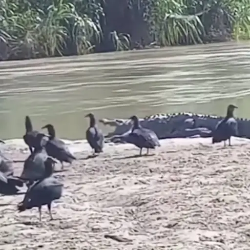 Cocodrilos a orillas del río Polochic. ,Captura de pantalla video X.