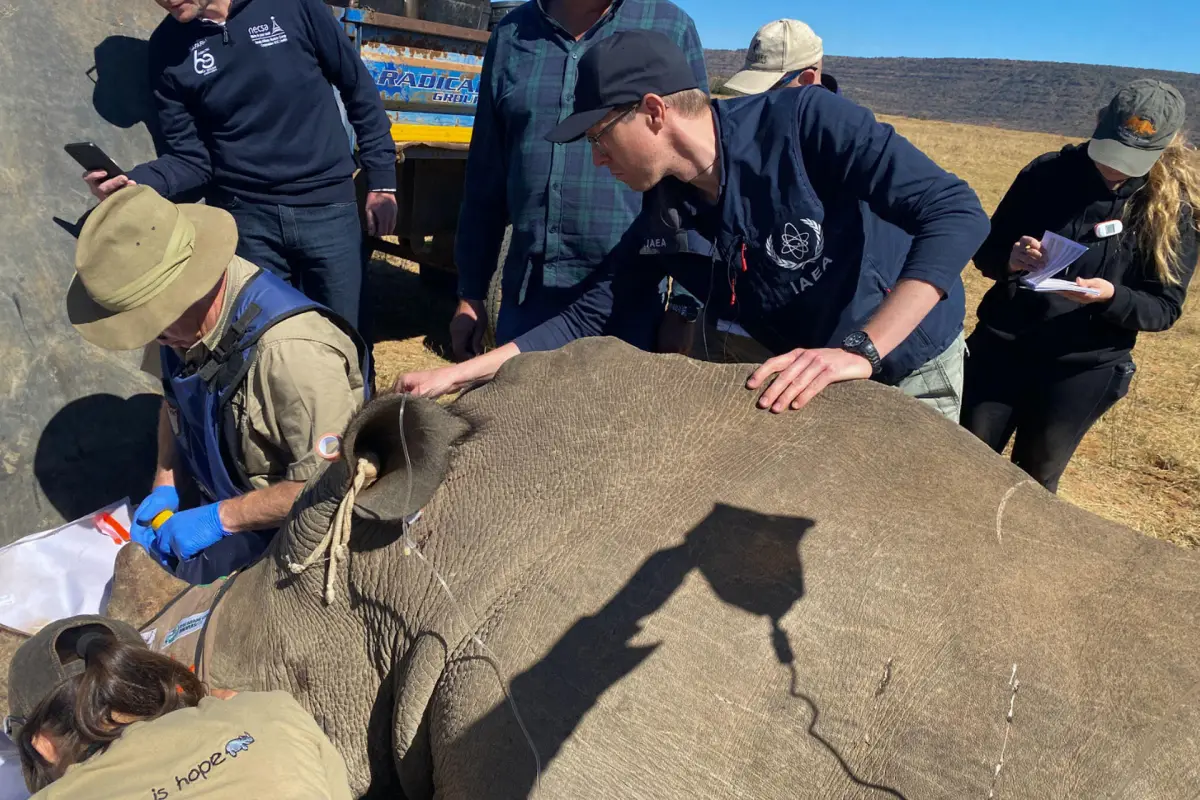 Científicos trabajan para marcar con isótopos radiactivos los cuernos de rinocerontes para localizarlos y así combatir su venta y tráfico ilegal,  EFE/ Organismo Internacional De Energía Atómica (oiea) SOLO USO EDITORIAL SOLO DISPONIBLE PARA ILUSTRAR LA NOTICIA QUE ACOMPAÑA (CRÉDITO OBLIGATORIO)
