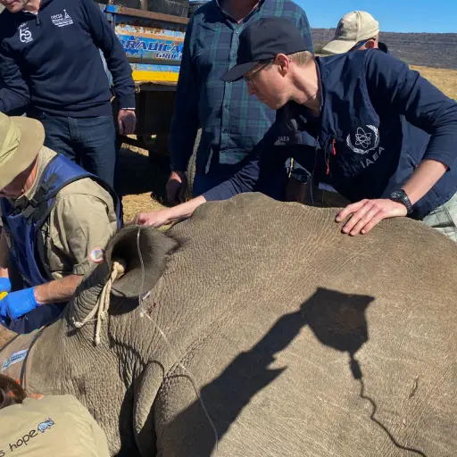 Científicos trabajan para marcar con isótopos radiactivos los cuernos de rinocerontes para localizarlos y así combatir su venta y tráfico ilegal , EFE/ Organismo Internacional De Energía Atómica (oiea) SOLO USO EDITORIAL SOLO DISPONIBLE PARA ILUSTRAR LA NOTICIA QUE ACOMPAÑA (CRÉDITO OBLIGATORIO)