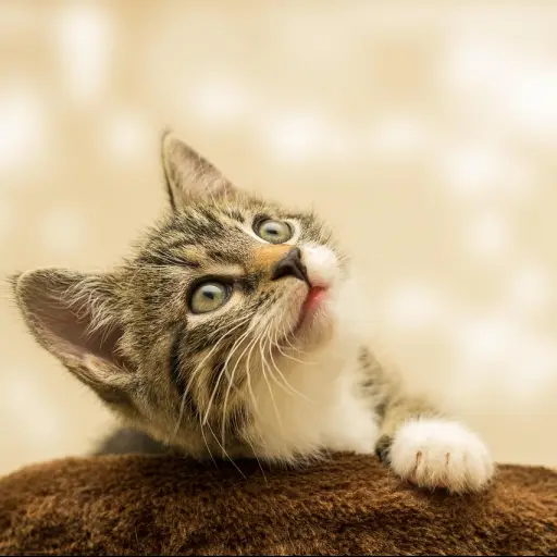 Día del Gato, 8 de agosto ,pixabay