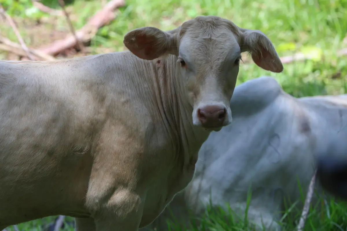 Fotografía de archivo donde se ve ganado bovino en una finca en el municipio de Rio Bravo, Suchitepéquez (Guatemala), EFE