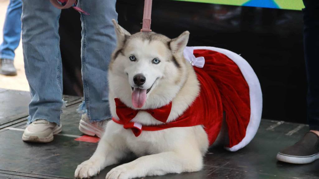 Farmascota lleva salud, bienestar y calidad a los hogares | Álex Meoño