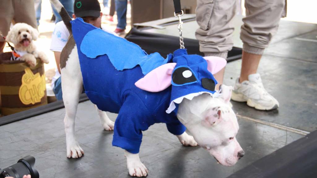 Farmascota lleva salud, bienestar y calidad a los hogares | Álex Meoño