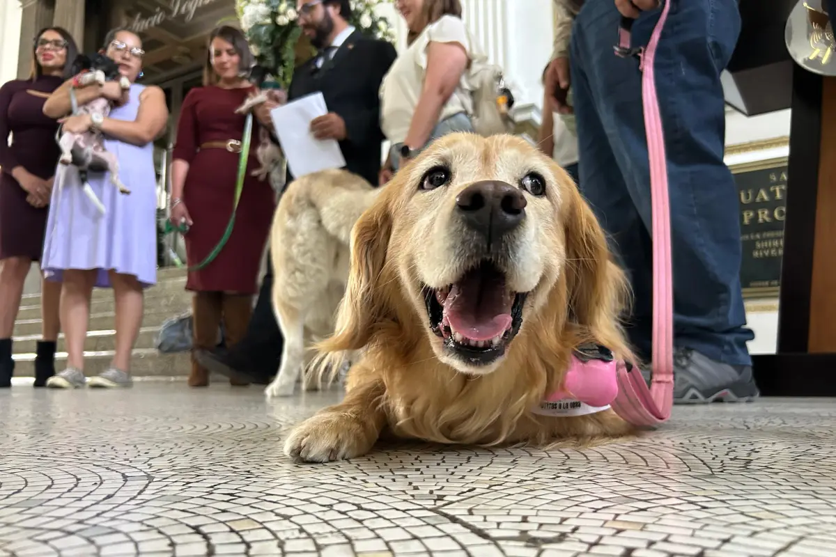 El colectivo "Patitas a la obra" celebrÃ³ el dictamen favorable a las iniciativas., Omar SolÃ­s.