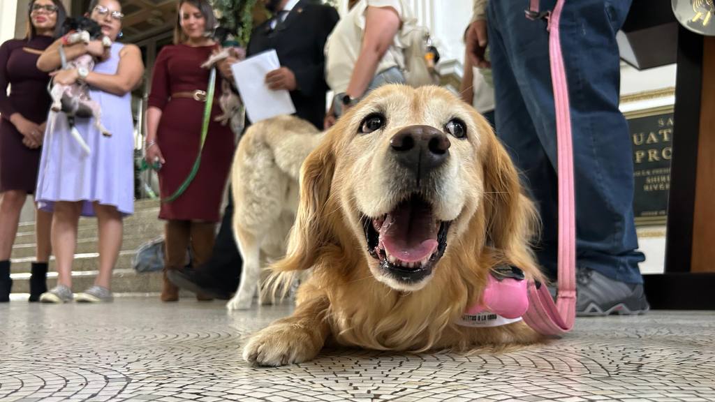 Dan dictamen favorable a Iniciativa por el bienestar de los animales. | Omar Solís