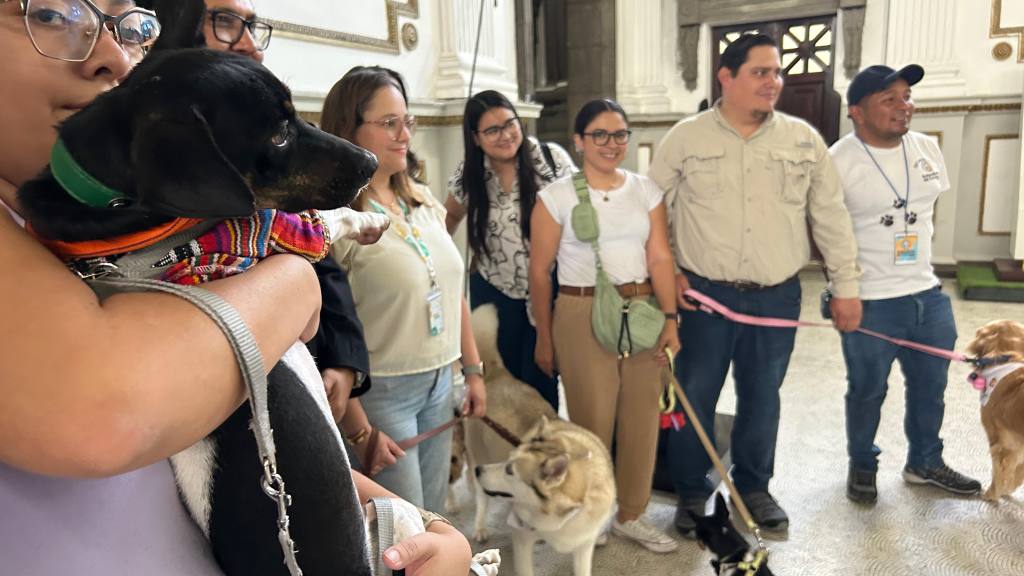Dan dictamen favorable a Iniciativa por el bienestar de los animales. | Omar Solís