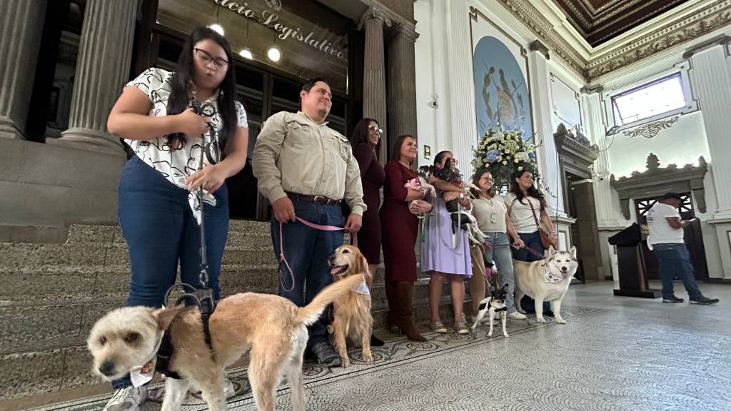 Dan dictamen favorable a Iniciativa por el bienestar de los animales. | Omar Solís