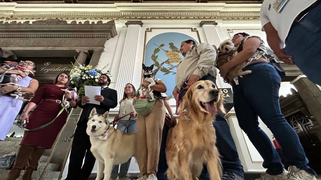 Dan dictamen favorable a Iniciativa por el bienestar de los animales. | Omar Solís