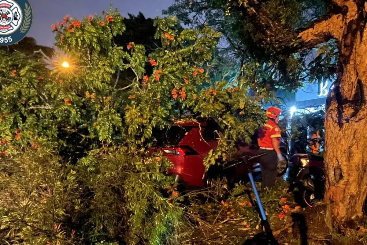 Un árbol cayó sobre un vehículo en la zona 9., Foto Bomberos Municipales