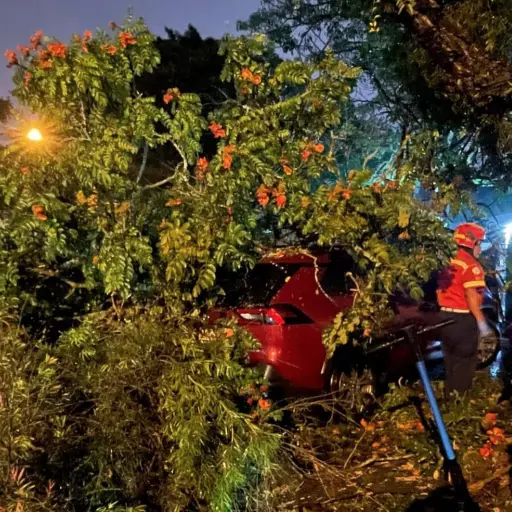Un árbol cayó sobre un vehículo en la zona 9. ,Foto Bomberos Municipales
