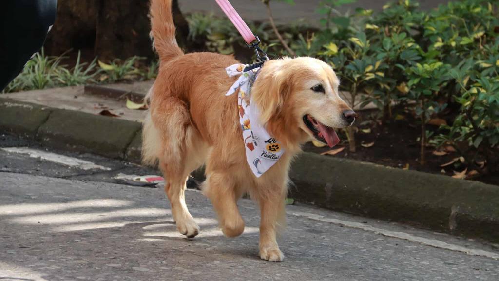 Caminata llama a la protección de los animales en el país | Álex Meoño