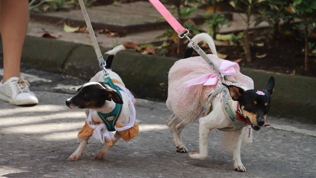 Caminata llama a la protección de los animales en el país | Álex Meoño