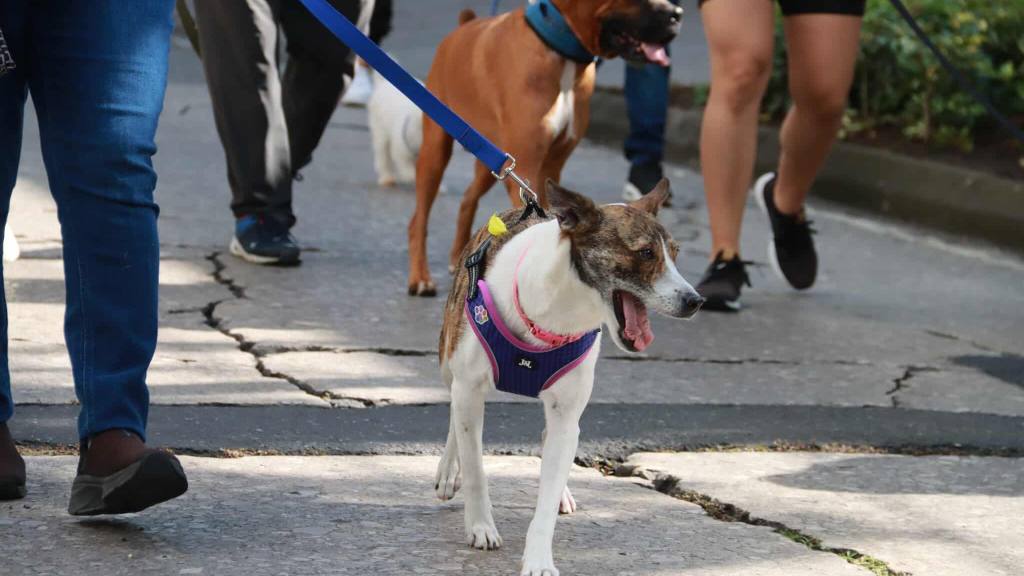 Caminata llama a la protección de los animales en el país | Álex Meoño