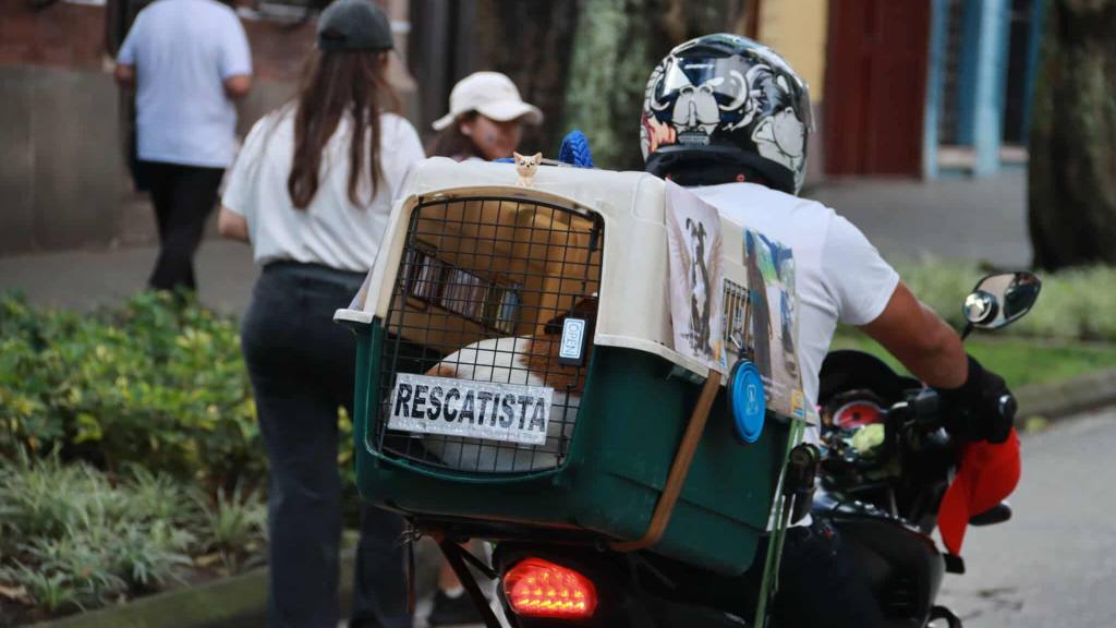 Caminata llama a la protección de los animales en el país | Álex Meoño