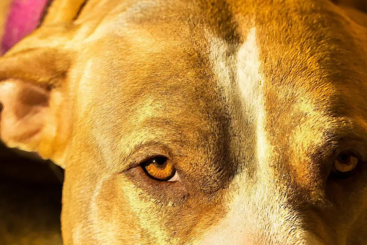 Ataque de perros., Redes sociales.