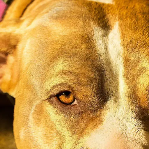 Ataque de perros. ,Redes sociales.