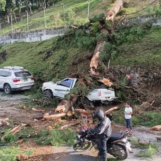 Enorme árbol cae sobre un picop en Cobán. ,Bomberos Voluntarios. 