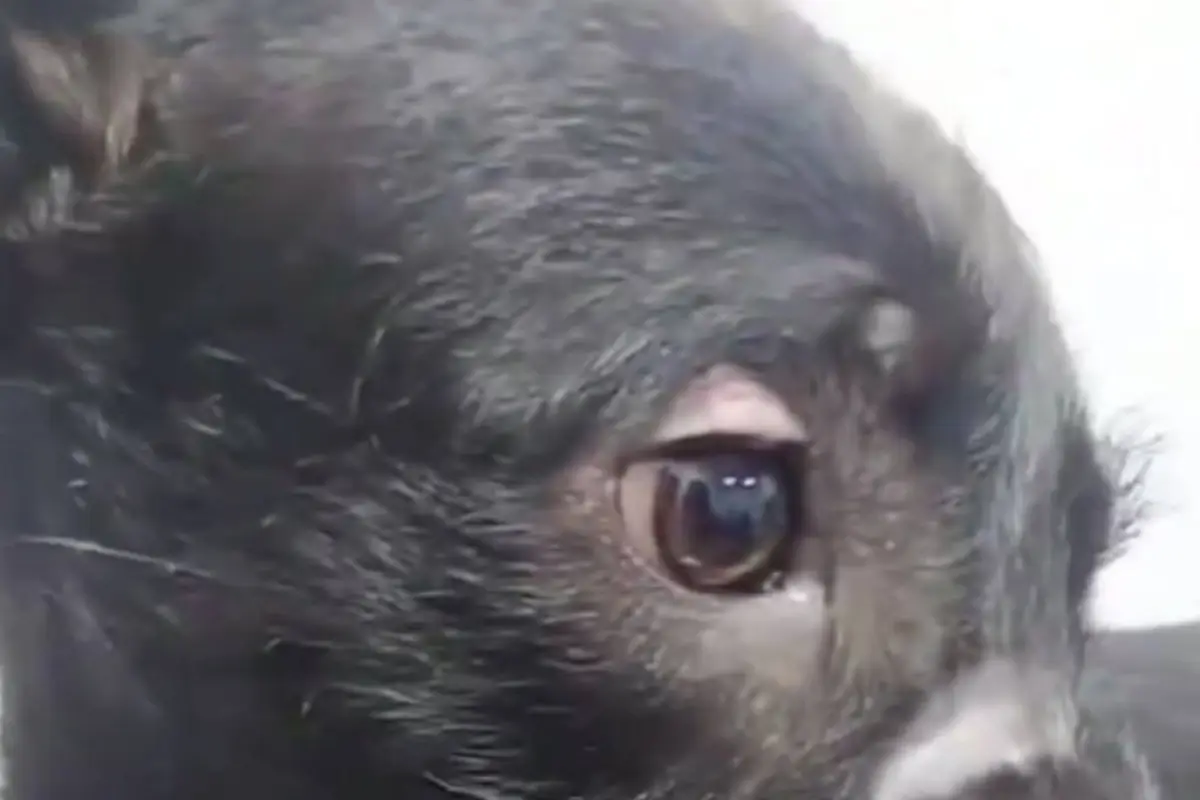 El perrito fue rescatado., Redes sociales